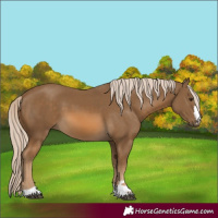 Horse Color:Chocolate Palomino 