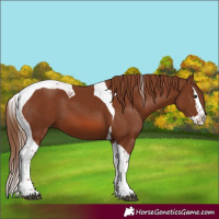 Horse Color:Chestnut Splash Tobiano