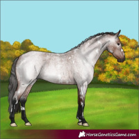 Horse Color:Gray White Spotted Bay Roan 