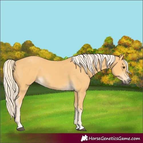 Horse Color:Palomino 
