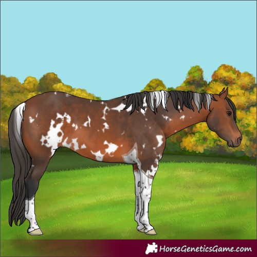 Horse Color:White Spotted Bay Tobiano