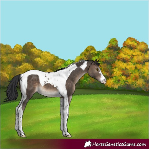 Horse Color:Brown Dun Sabino Tobiano
