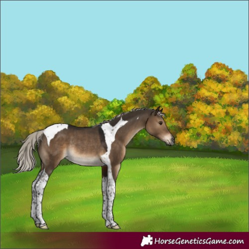 Horse Color:Gray Silver Brown Dun Tobiano Rabicano