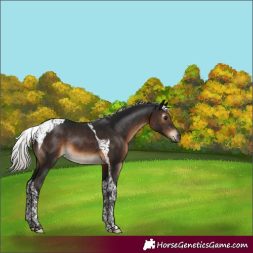 Horse Color:Gray Silver Brown Tobiano