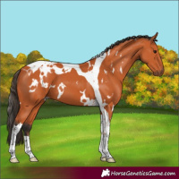 Horse Color:White Spotted Bay Tobiano