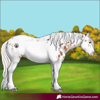 Horse Color:Silver Bay Tobiano Frame Appaloosa