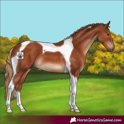 Horse Color:Chestnut Tobiano