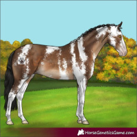 Horse Color:Gray Sable Champagne Sabino 