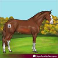 Horse Color:Chestnut Splash