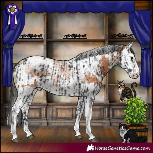 Horse Color:White Spotted Brown Splash Tobiano Appaloosa  and White Spotted Bay Splash Tobiano Appaloosa Rabicano 