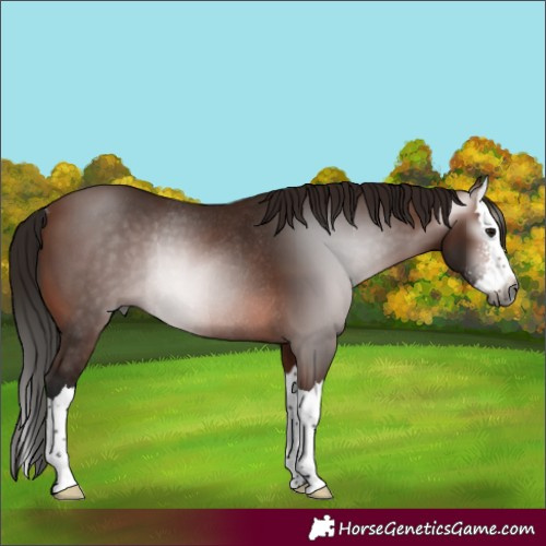 Horse Color:Gray Bay Sabino Splash Rabicano 
