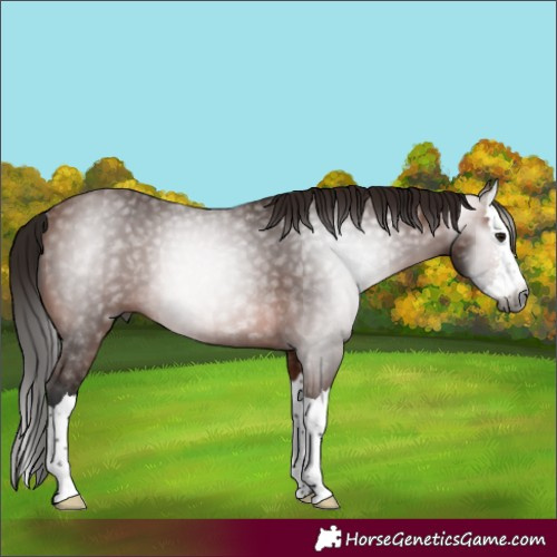 Horse Color:Gray Bay Sabino Splash Rabicano