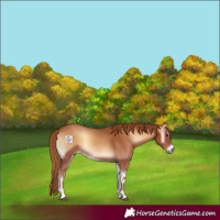 Horse Color:Red Onyx
