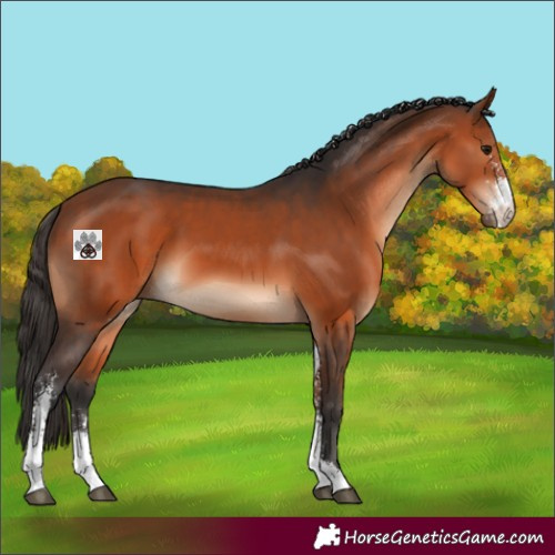 Horse Color:Bay Sabino 
