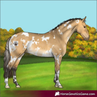 Horse Color:White Spotted Buckskin Dun 