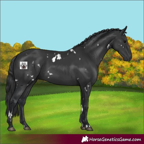 Horse Color:White Spotted Black 