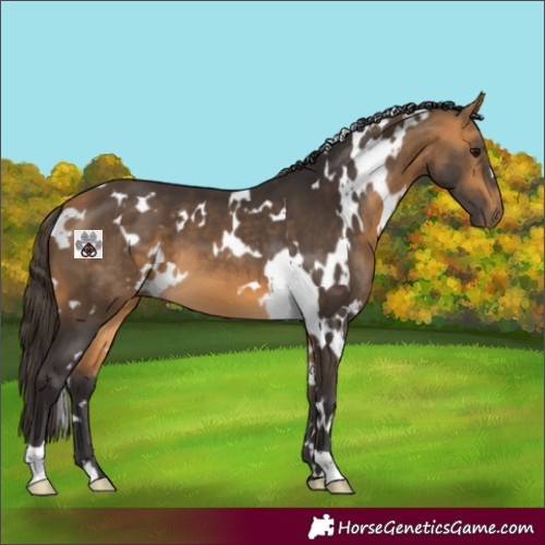Horse Color:White Spotted Buckskin
