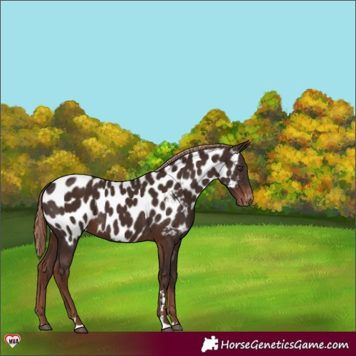 Horse Color:Liver Chestnut Near Leopard 