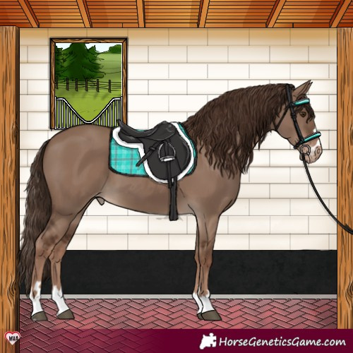 Horse Color:Liver Red Dun Appaloosa 