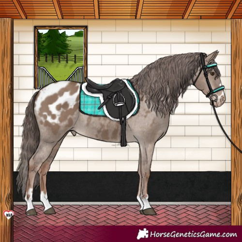 Horse Color:Liver Red Dun Blanket 