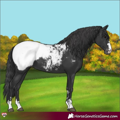 Horse Color:Black Appaloosa