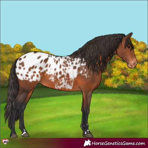 Horse Color:Brown Blanket 