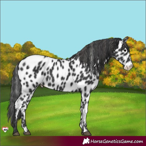 Horse Color:Black Near Leopard 