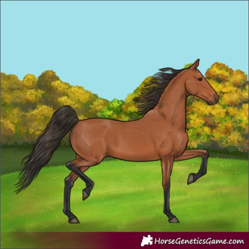 Horse Color:Bay 