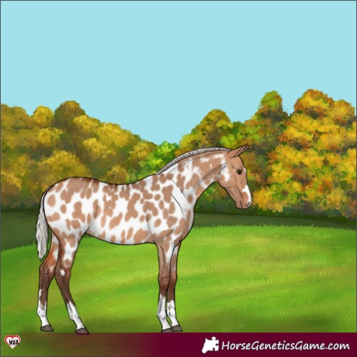 Horse Color:Silver Bay Dun Near Leopard 