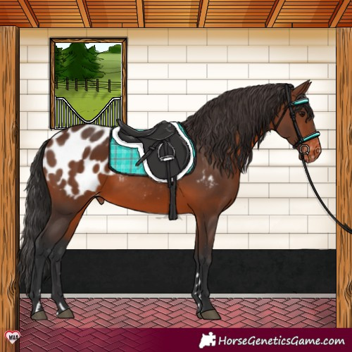 Horse Color:Brown Appaloosa 