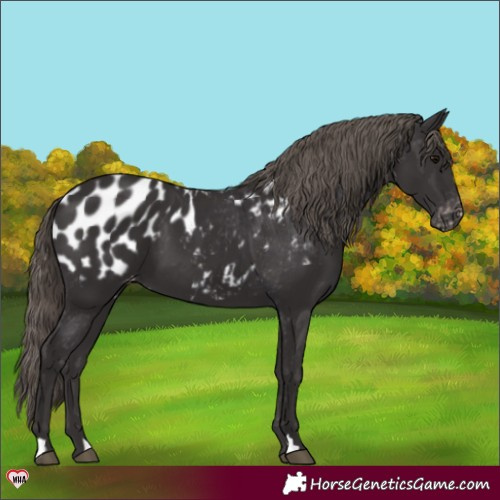 Horse Color:Smoky Black Appaloosa 
