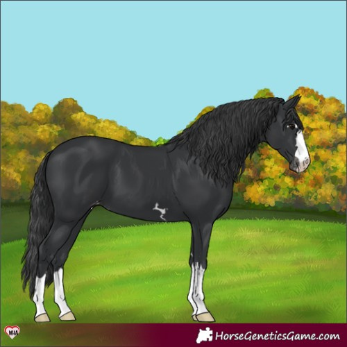 Horse Color:Black Appaloosa
