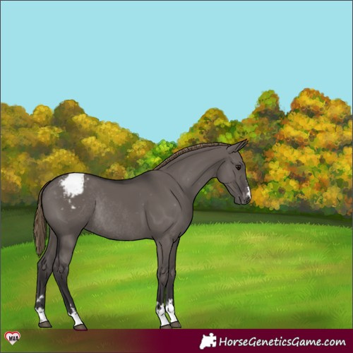 Horse Color:Smoky Grullo Snowcap Rabicano 