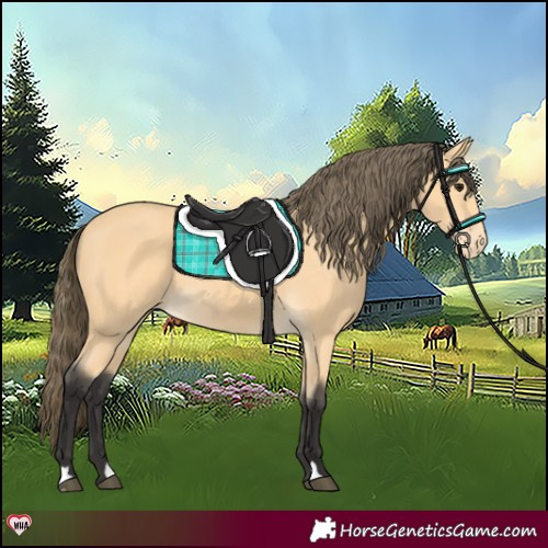 Horse Color:Buckskin Appaloosa Rabicano