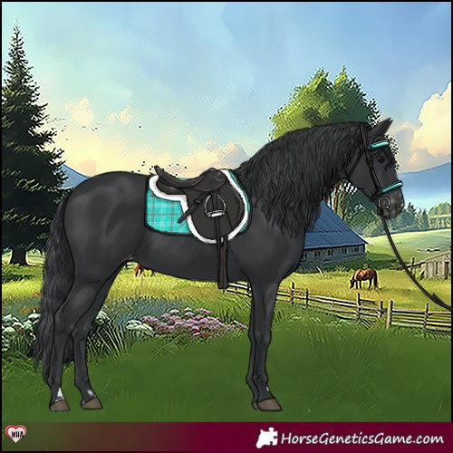 Horse Color:Black  and Black Appaloosa 