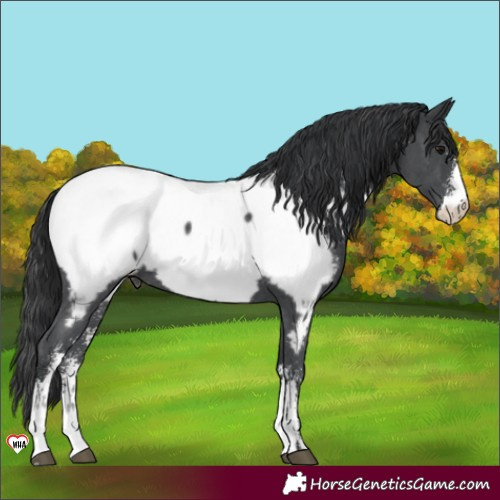 Horse Color:Black Sabino Near Fewspot 