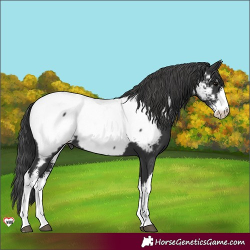 Horse Color:White Spotted Black Near Fewspot 