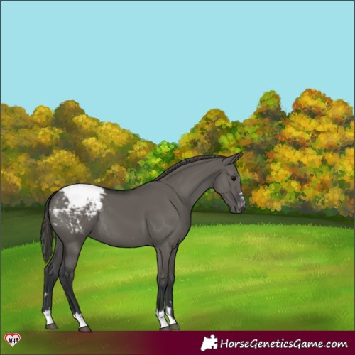 Horse Color:Grullo Snowcap 
