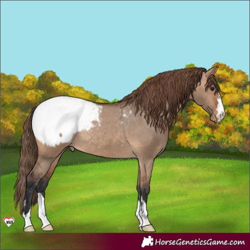 Horse Color:Bay Dun Snowcap Rabicano 
