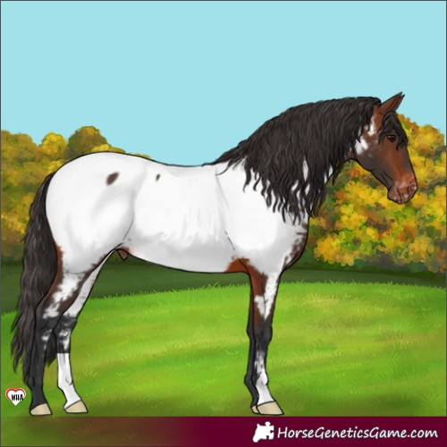 Horse Color:Brown Near Fewspot 