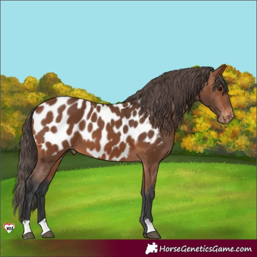 Horse Color:Bay Near Leopard 
