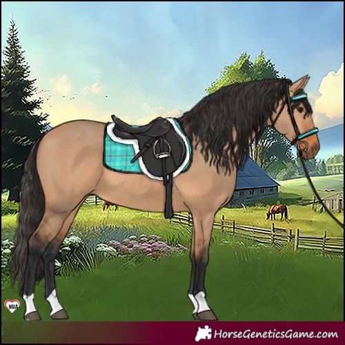 Horse Color:Bay Dun