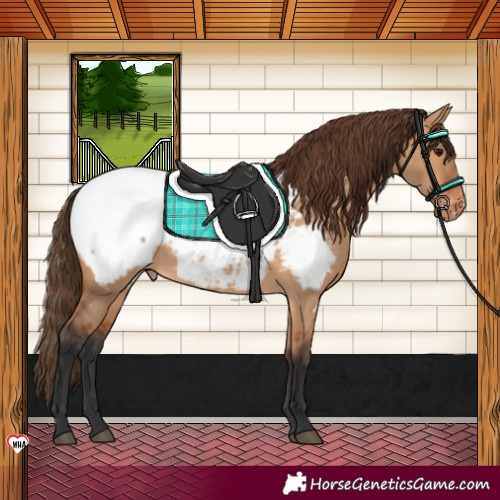 Horse Color:Bay Dun Near Fewspot 