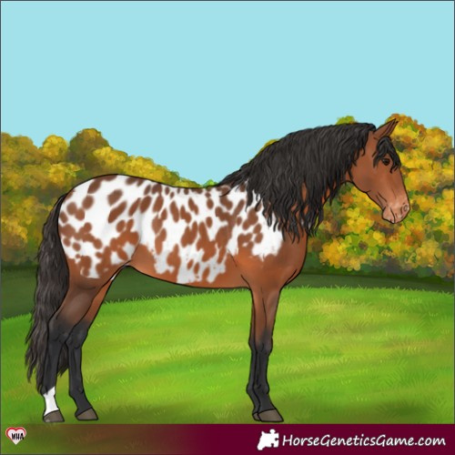Horse Color:Bay Near Leopard 
