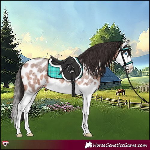 Horse Color:Bay Roan Splash Near Leopard 