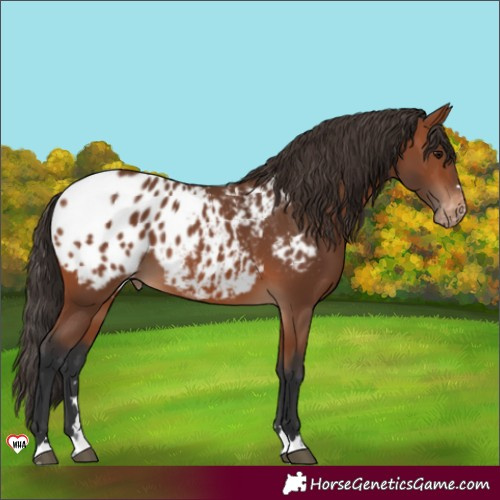 Horse Color:Bay Blanket 