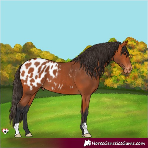 Horse Color:Bay Blanket 