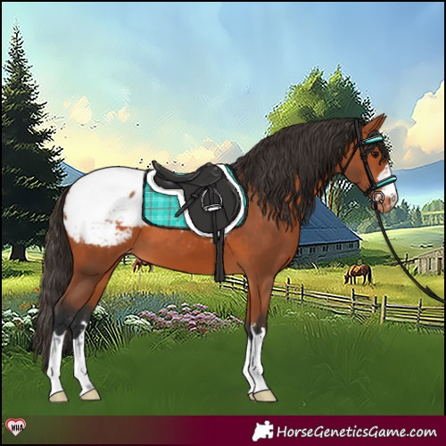 Horse Color:Bay Snowcap 