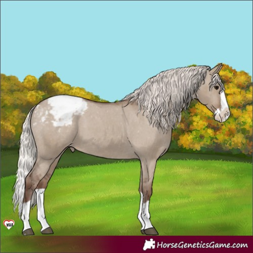 Horse Color:Silver Grullo Splash Snowcap 