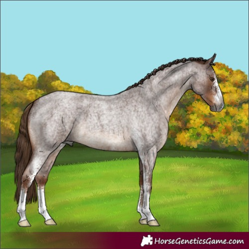 Horse Color:Gray Red Roan Sabino 